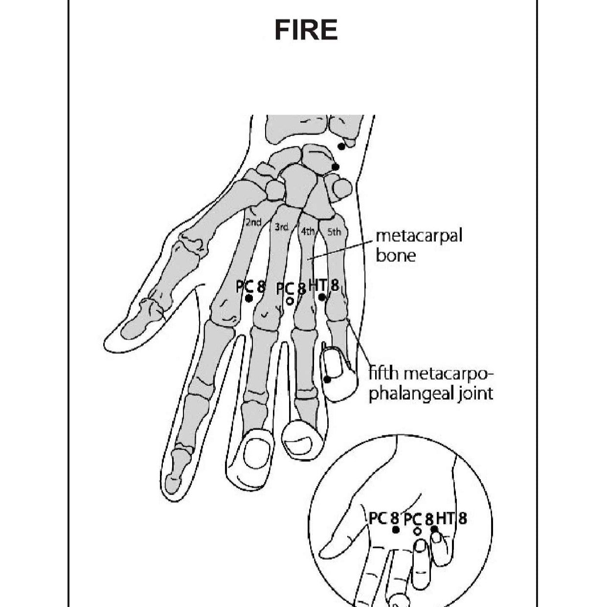 Acupuncture Points Picture Book – Learn with Clear Visuals
