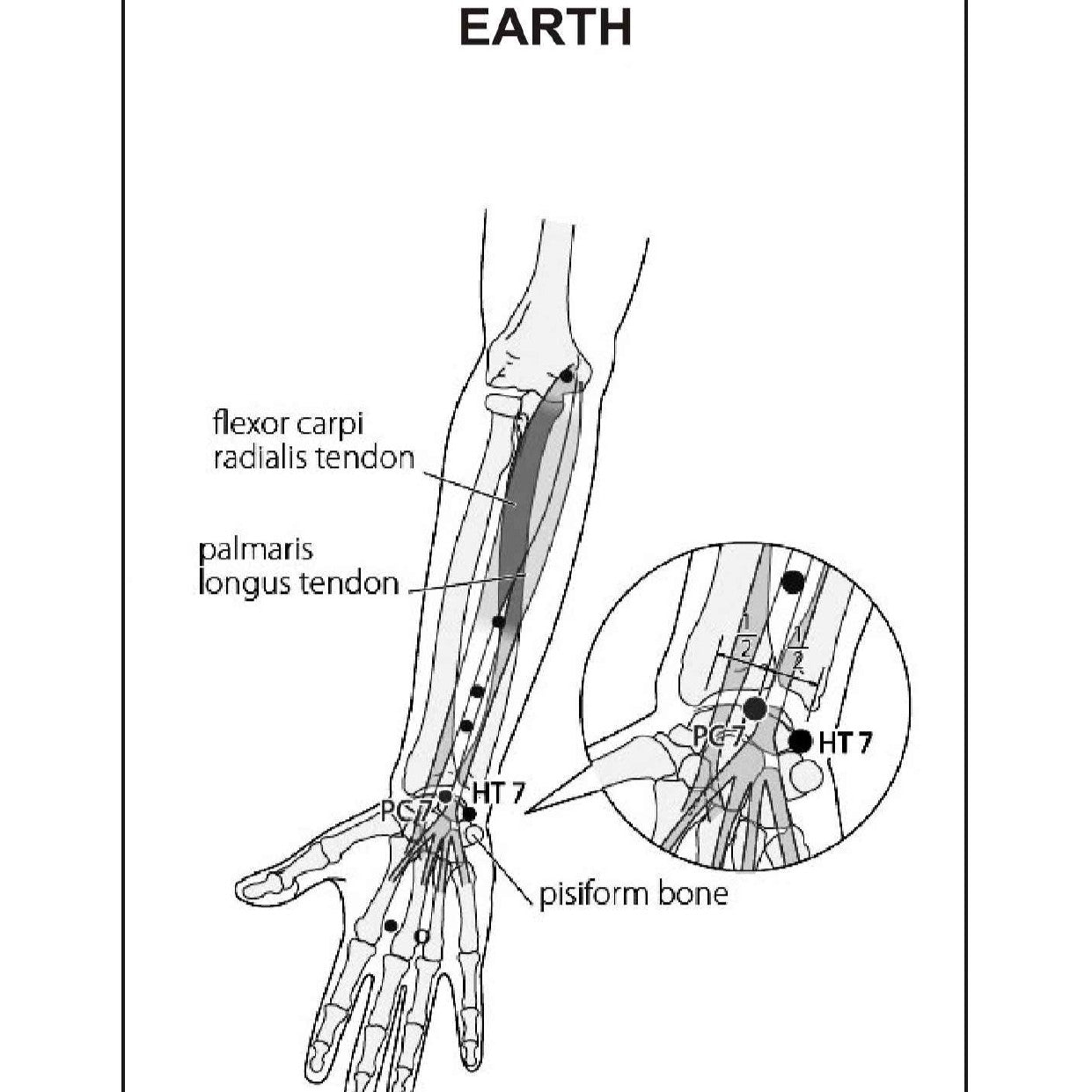 Acupuncture Points Picture Book – Learn with Clear Visuals